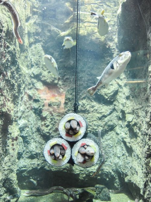be-ca-hinh-sushi-ehomaki-3 be-ca-hinh-sushi-ehomaki-3
